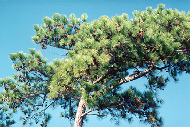 [color photograph of loblolly pine tree]