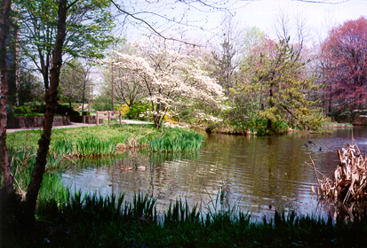 [color photograph of Helen Avalynne Tawes Garden]