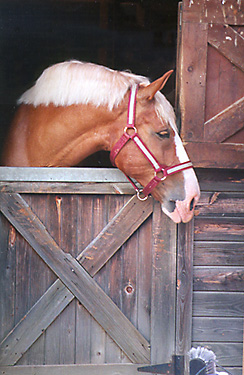 [color photograph of horse]
