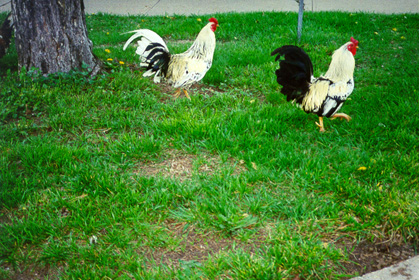 [color photograph of roosters]