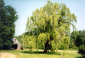 [color photograph of weeping willow tree]
