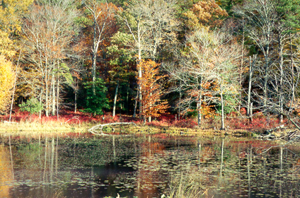 [color photograph of Patuxent Wildlife Refuge]