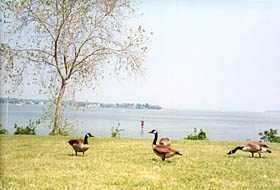 [color photograph of Canada geese near Patuxent River]